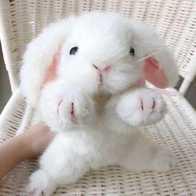 Petit Lapin Blanc Peluche