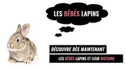 bebe lapin