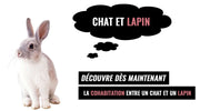 chat et lapin