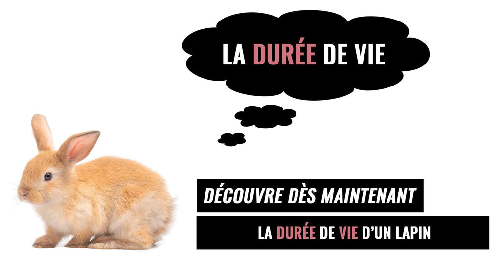 La Durée de Vie d'un Lapin