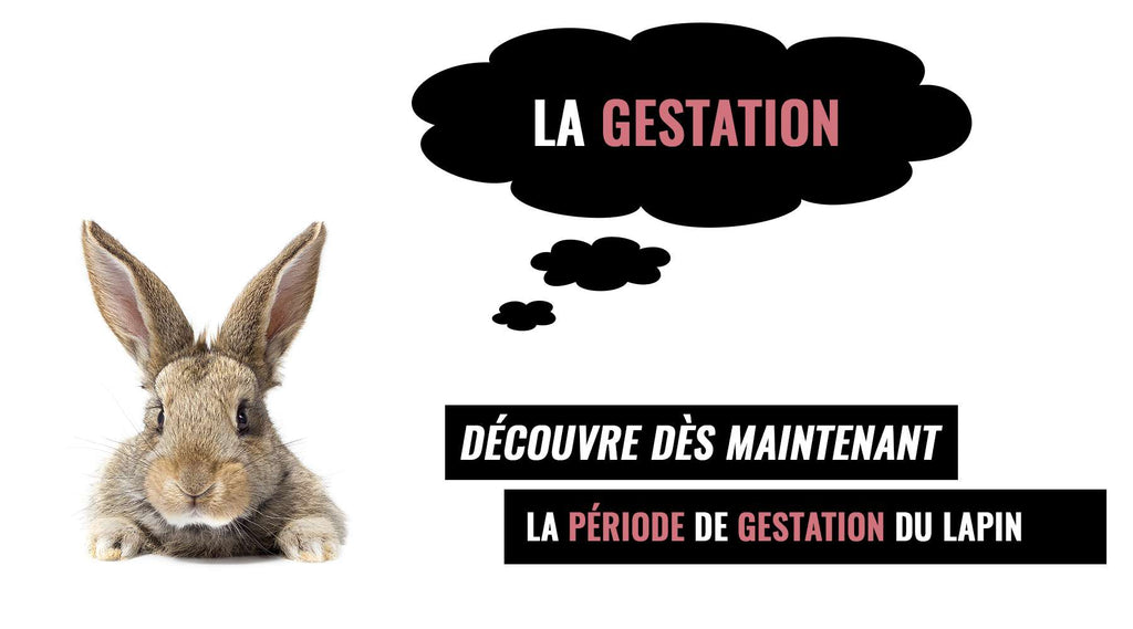 La Gestation du Lapin