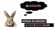 gestation lapin