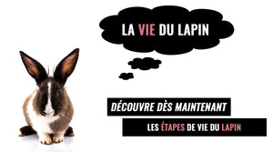 Les Étapes de la Vie d'un Lapin