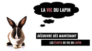 vie d un lapin